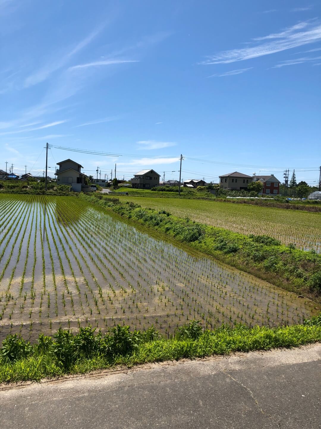 澤田酒造で栽培している酒米の田んぼ